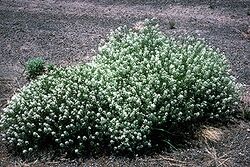 Lepidium montanum.jpg