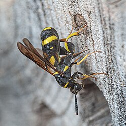 Leucospis dorsigera-pjt 01.jpg