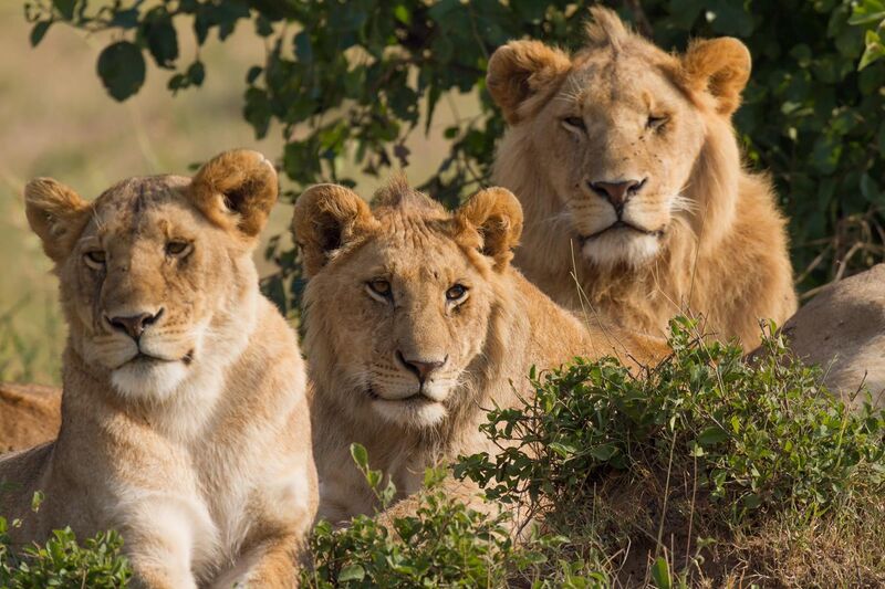 File:Lions Family Portrait Masai Mara.jpg