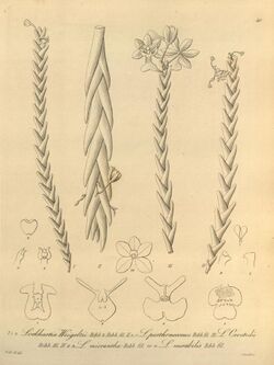 Lockhartia - Xenia vol 1 (1858) fig 40.jpg