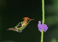 Lophornis ornatus -Asa Wright Nature Centre, Northern Range, Trinidad, Trinidad and Tobago-8.jpg