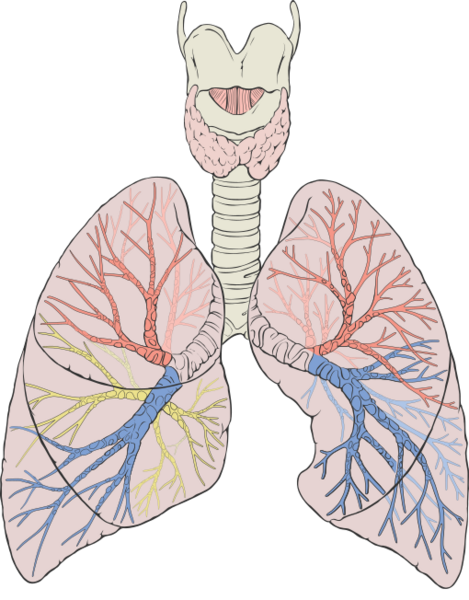 File:Lungs diagram detailed.svg