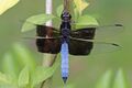 Madagascar jungle skimmer (Thermorthemis madagascariensis) male 2.jpg