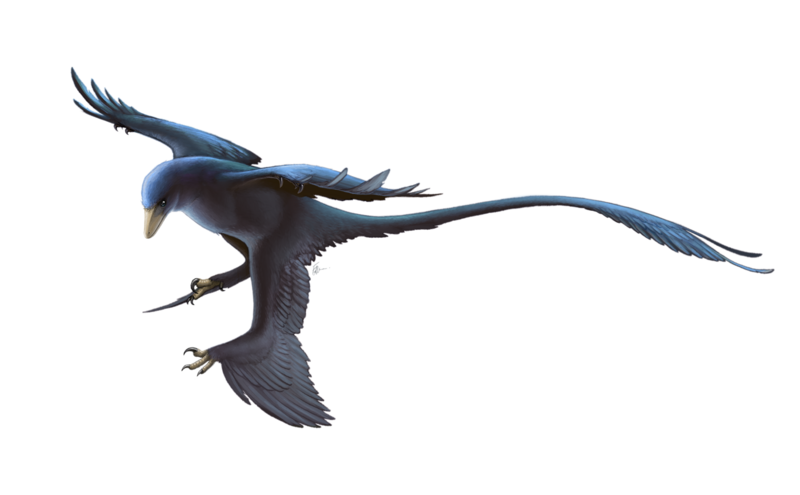 File:Microraptor Restoration.png