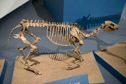 Miohippus skeleton.jpg
