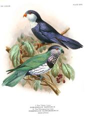 Drawing of a green parrot with a brown face and chest with white spots, a black chest ring below, and white belly. A Blue lorikeet is also pictured above.