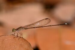 Mortonagrion varralli by Parag Rangnekar 4.jpg