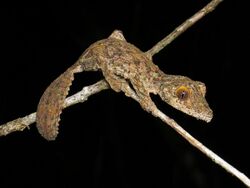 Mossy leaf-tailed gecko (Uroplatus sikorae), Vohimana reserve, Madagascar.jpg