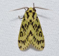 Moths of Costa Rica (Symphlebia muscosa).jpg