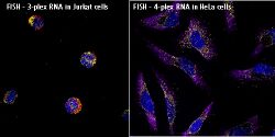 Multiplex ViewRNA FISH Assay in Jurkat and HeLa cells.jpg