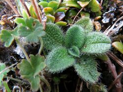 Myosotis antarctica 17153408.jpg