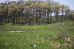 Nachusa Grasslands Spring 2016.jpg