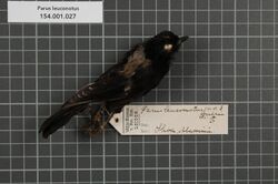 Naturalis Biodiversity Center - RMNH.AVES.131212 1 - Parus leuconotus Guérin-Méneville, 1843 - Paridae - bird skin specimen.jpg