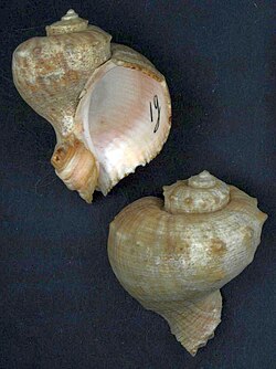 Naturalis Biodiversity Center - RMNH.MOL.130283 1 - Rapana bulbosa (Solander, 1817) - Muricidae - Mollusc shell 2.jpeg