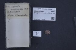 Naturalis Biodiversity Center - RMNH.MOL.135850 - Variemarginula variegata (Adams, 1852) - Fissurellidae - Mollusc shell.jpeg