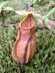 Nepenthes papuana lower pitcher.jpg