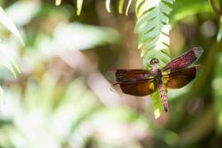 Neurothemis taiwanensis (43711329421).jpg