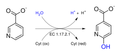 Nicotinate dehydrogenase (cytochrome).svg