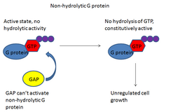 Non-hydrolytic G proteins.png