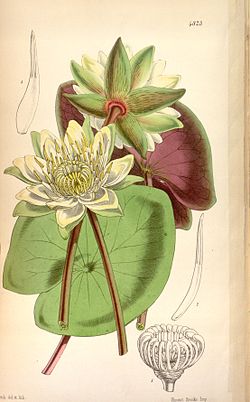 Nymphaea amazonum Bot. Mag. 80. 4823. 1854.jpg