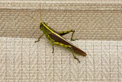 Obscure Bird Grasshopper (Schistocerca obscura) Virginia 1.jpg