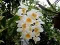 Orchidaceae Dendrobium palpebrae 1.jpg
