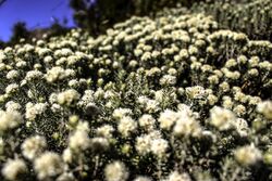 PARQUE NACIONAL ITATIAIA Chionolaena capitata.jpg