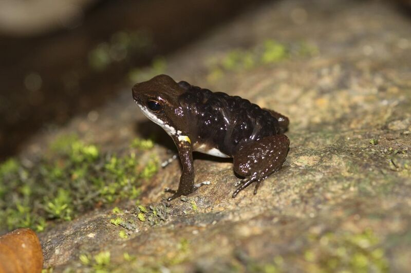 File:Panama Poison Dart Frog Colostethus panamensis with tadpoles.jpg