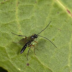Parasitoid wasp (51207217381).jpg