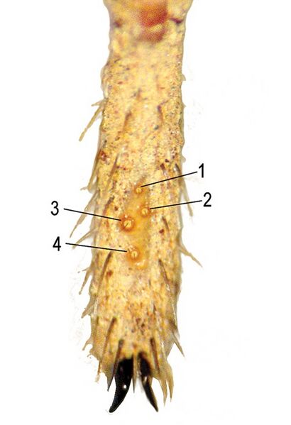 File:Paratropis tuxtlensis tarsal trichobothria II.jpg