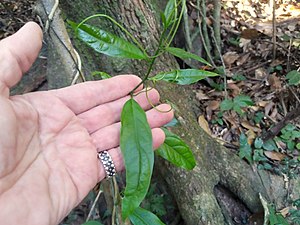 Passiflora-kuranda-SF22217-03.jpg