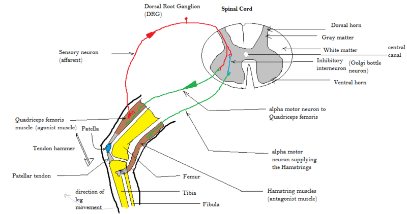 File:Patellar tendon reflex arc.png