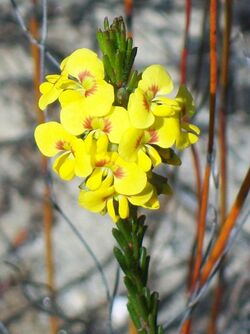 Pea Flower Towlers Track Ku-ring-gai Chase.jpg