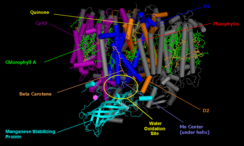 File:Photosystem-II 2AXT.PNG