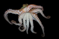 Pinnoctopus cordiformis.jpg