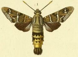 Pl.11-fig.1-Aellopos blaini Herrich-Schäffer, 1869.JPG