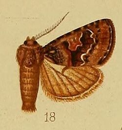Pl.36-fig.18-Rhodochlaena cuneifera Hampson, 1910.JPG