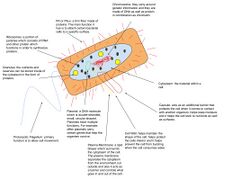 Prokaryotic Cell Diagram.jpg