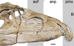 Proterosuchus fergusi.png