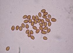 Psilocybe meridionalis holotype spores.jpg