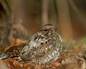 Puerto Rican nightjar sitting in leaves.jpg