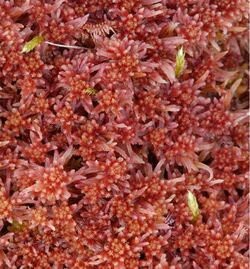 Raudtorvmose (Sphagnum rubellum).jpg