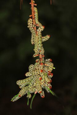 Red-headed Pine Sawfly - Neodiprion lecontei, Meadowood Farm SRMA, Mason Neck, Virginia.jpg