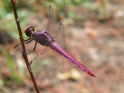 Roseate Skimmer perched on a twig (August 2003).jpg