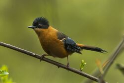 Rufous Sibia - Bhutan S4E0238 (19540594672).jpg