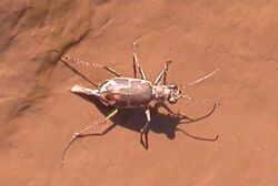 Salt Creek Tiger Beetle.jpg