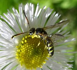 Sapyga centrata with pollen.jpg