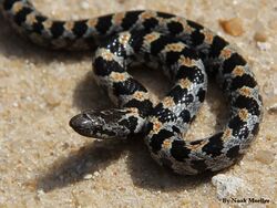 Short-tailed Snake.JPG
