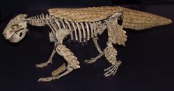 Simosuchus clarki, ROM.jpg