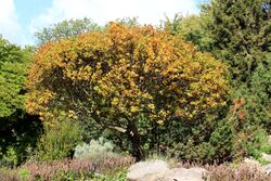 Sorbus-chamaemespilus-autumn.JPG